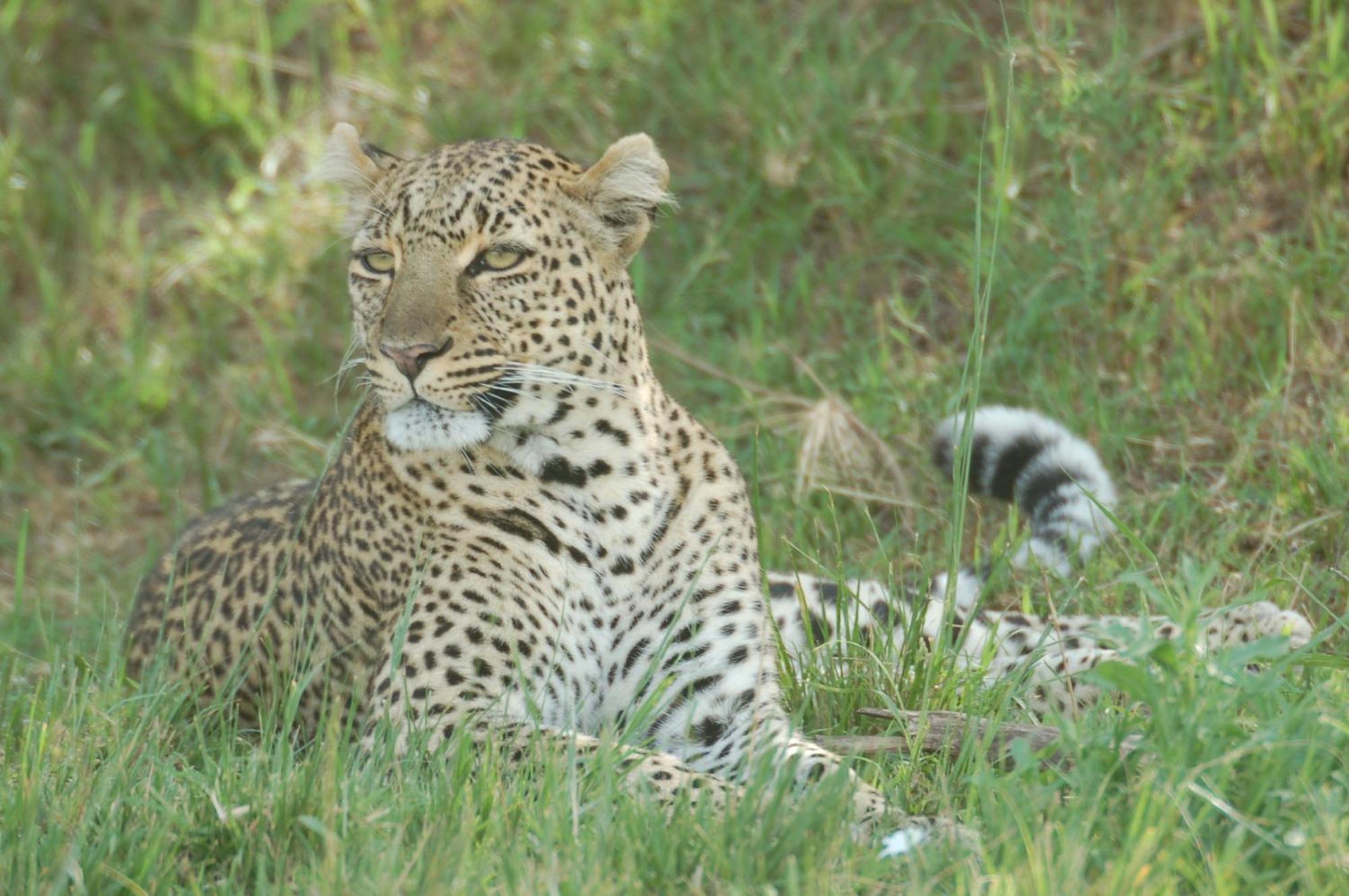Mara Intrepids Tented Camp Talek Luaran gambar