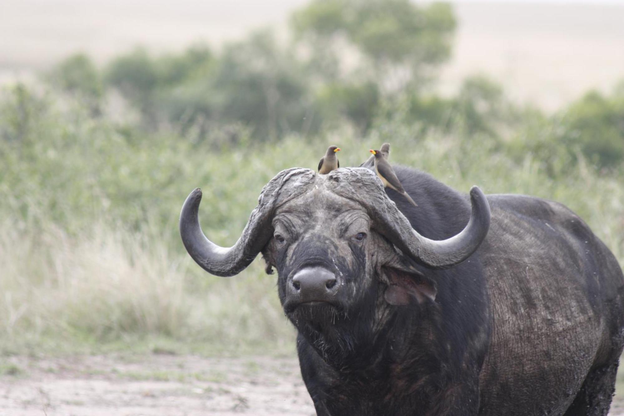Mara Intrepids Tented Camp Talek Luaran gambar