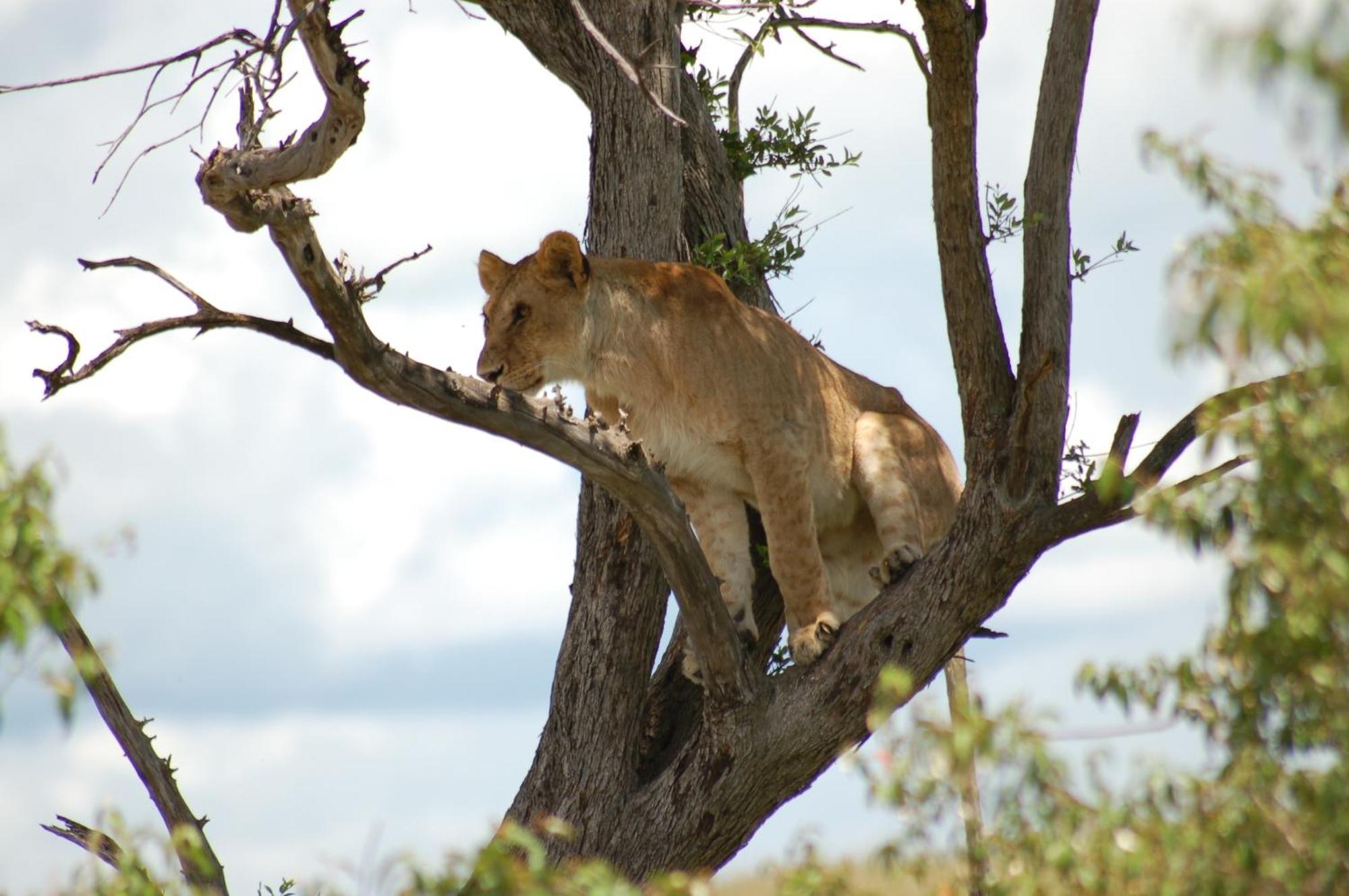 Mara Intrepids Tented Camp Talek Luaran gambar