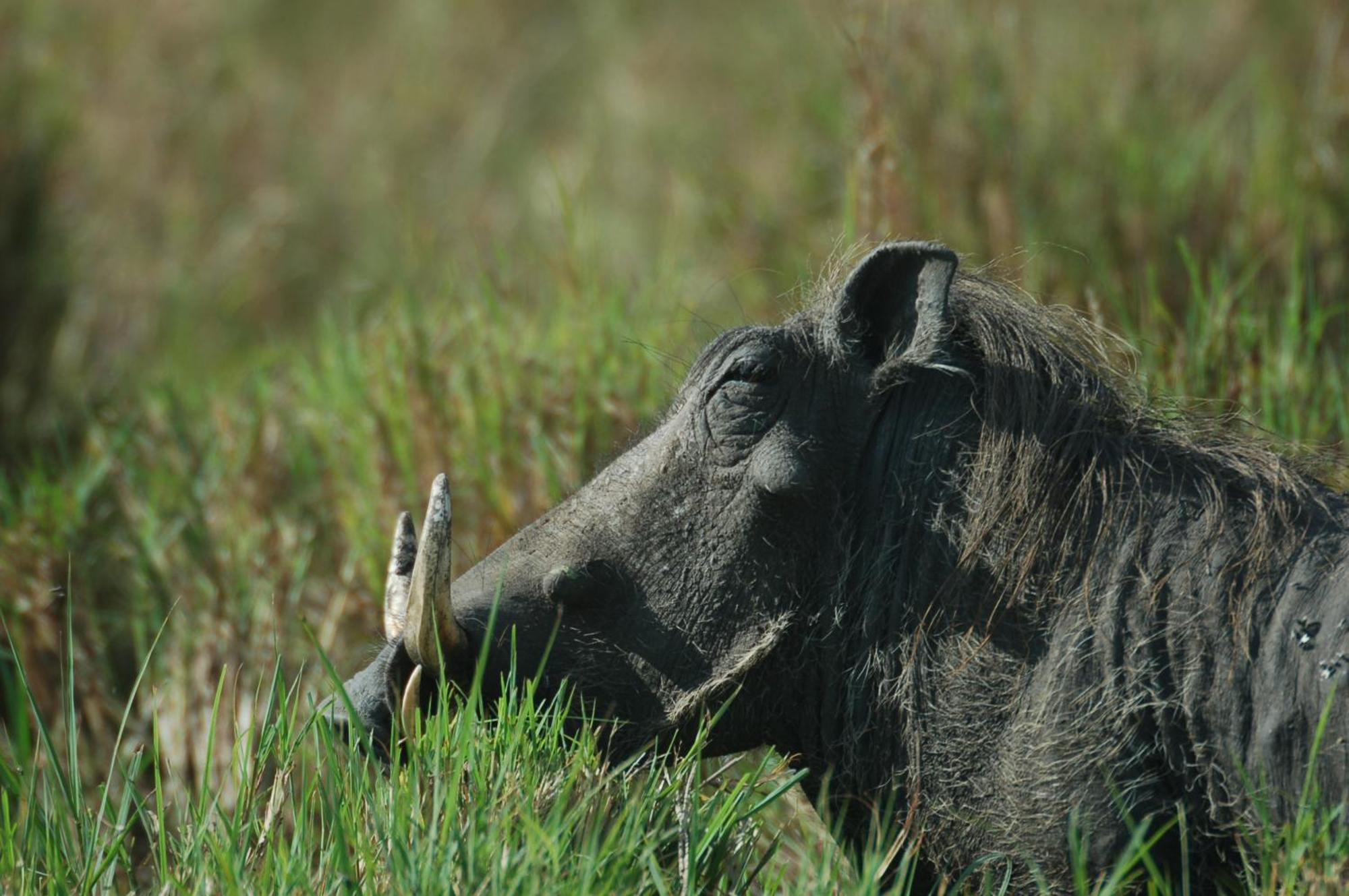 Mara Intrepids Tented Camp Talek Luaran gambar