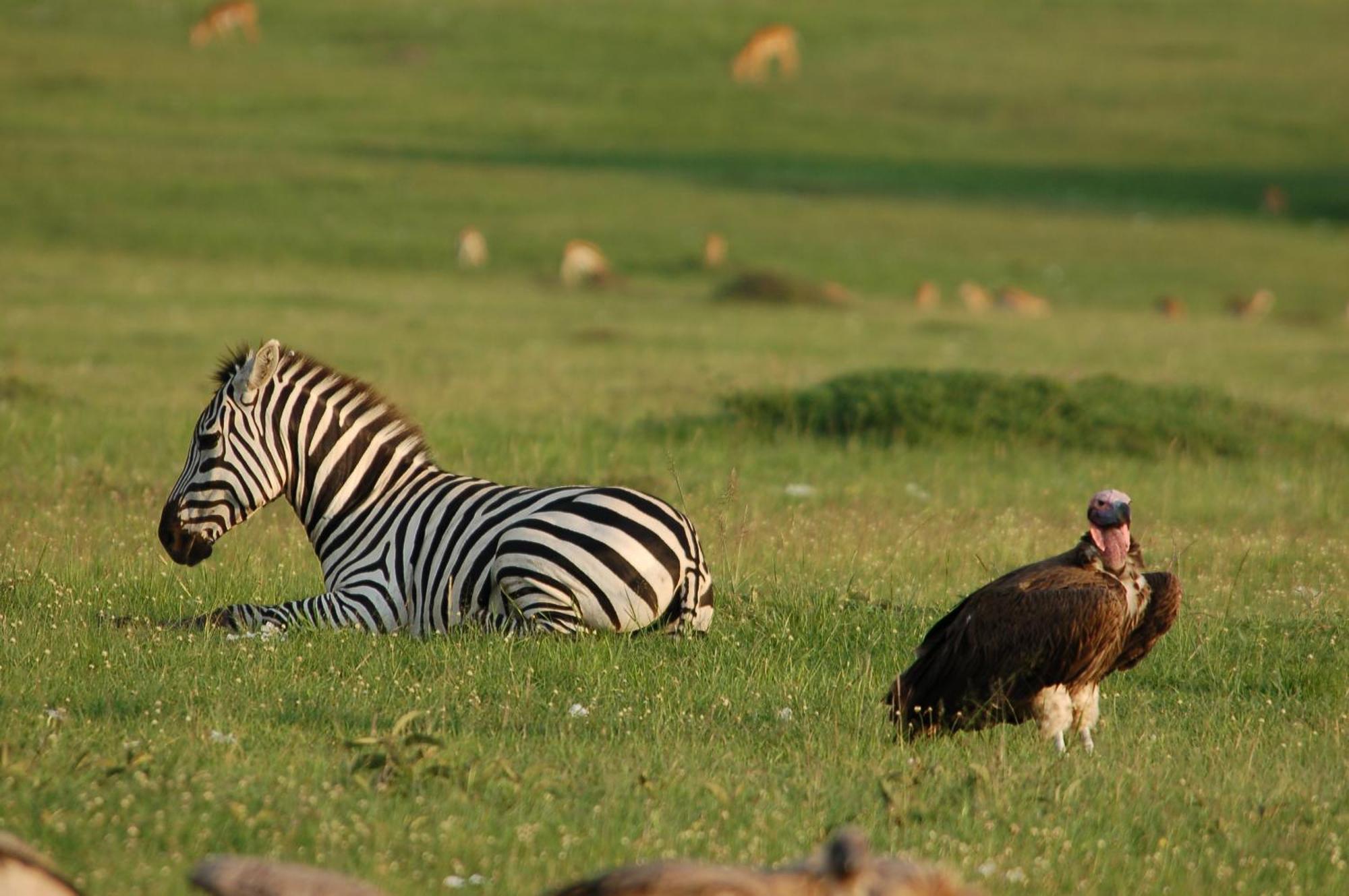Mara Intrepids Tented Camp Talek Luaran gambar