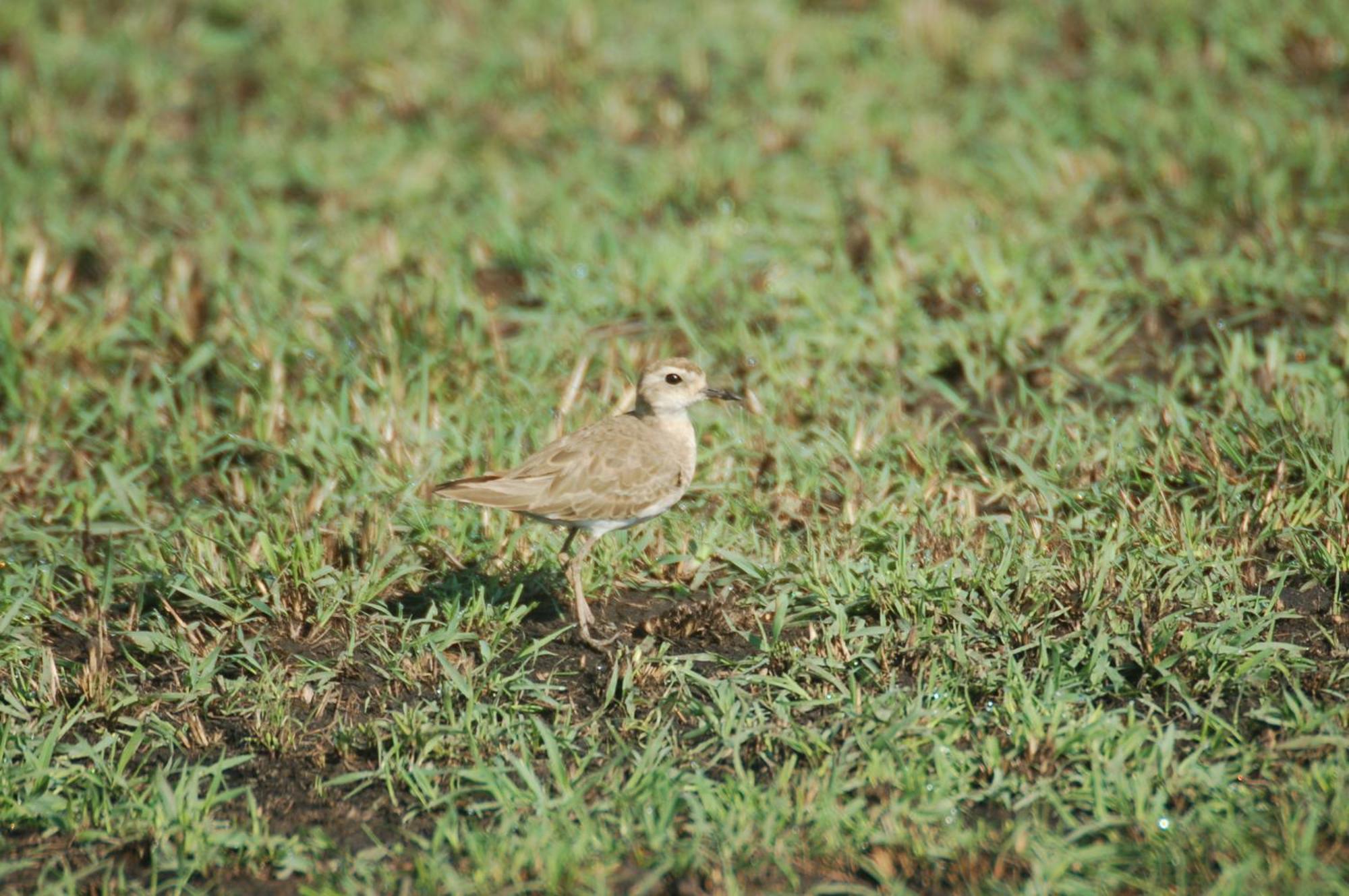 Mara Intrepids Tented Camp Talek Luaran gambar