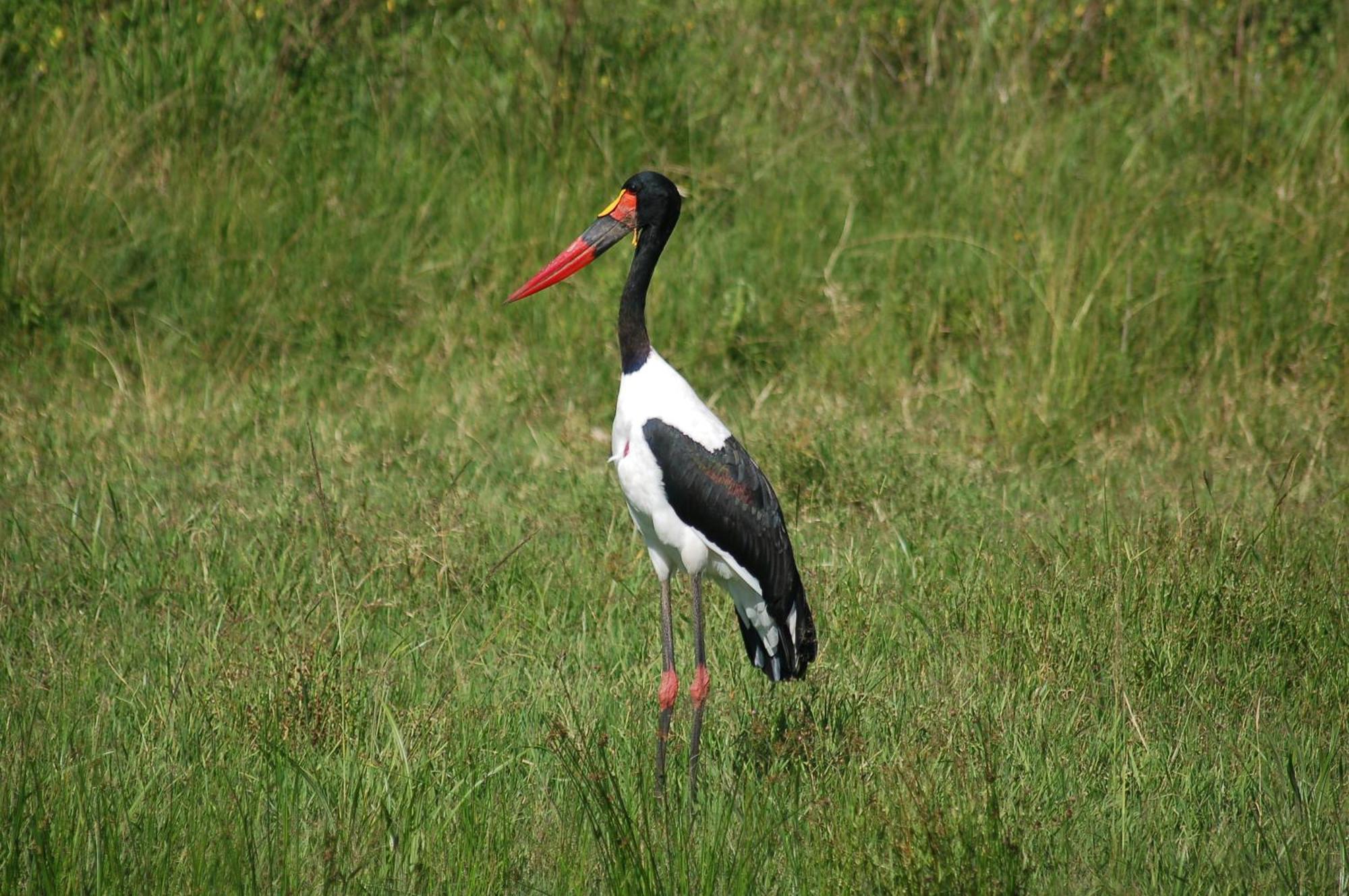 Mara Intrepids Tented Camp Talek Luaran gambar